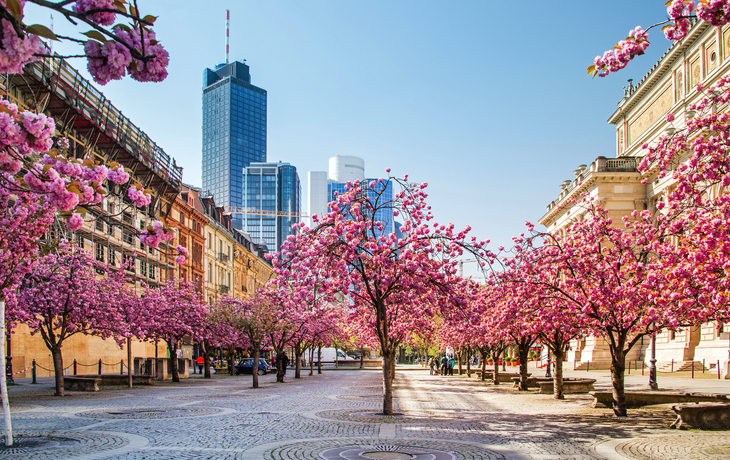 Kirschbaumblüte in Frankfurt, Deutschland