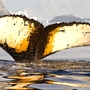 Buckelwal in antarktischen Gewässern an einem sonnigen Sommer