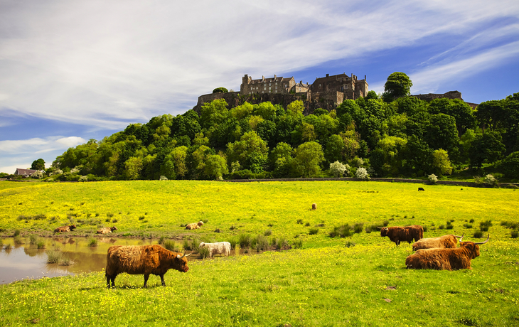 Hochlandrinder vor Stirling Castle in Schottland, Vereinigtes Königreich