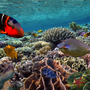 Korallenriffe und tropische Fische im Roten Meer