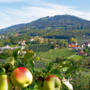 Apfelplantage in der Steiermark