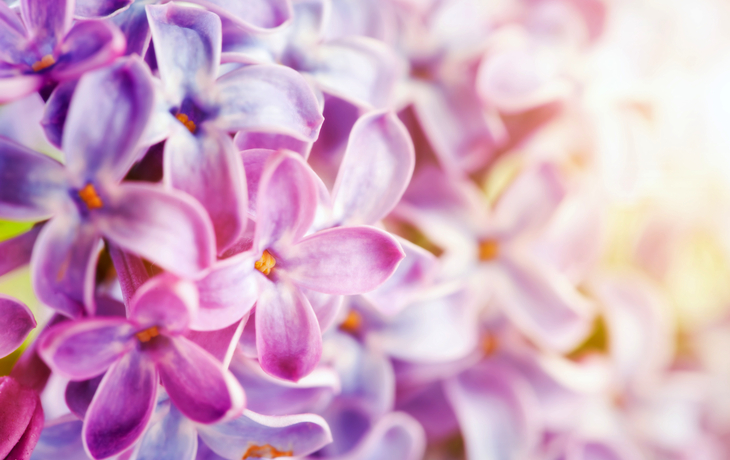 Blühende Nahaufnahme der purpurroten Frühlingsfliederblumen.