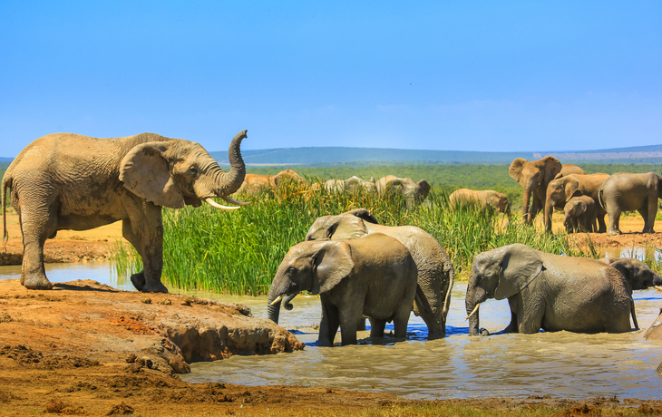 Addo-Elefanten-Nationalpark in Südafrika