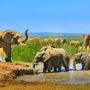 Addo-Elefanten-Nationalpark in Südafrika