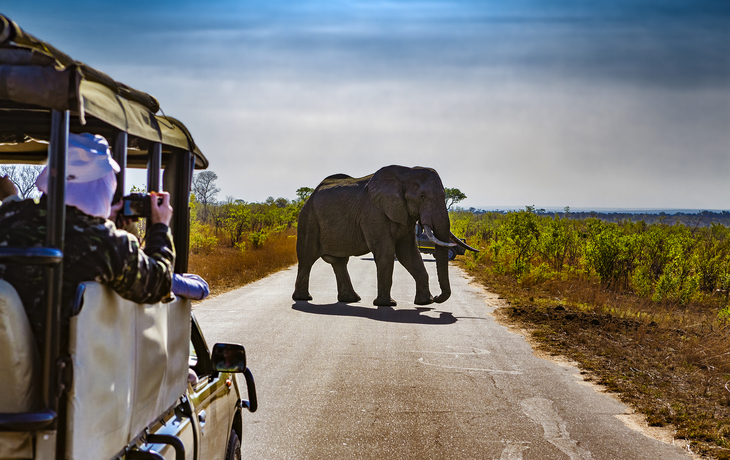 Elefanten- Safari im Krüger Nationalpark in Süfafrika