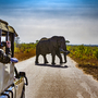Elefanten- Safari im Krüger Nationalpark in Süfafrika