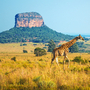 Giraffe im Kruger National Park in der Provinz Limpopo, Südafrika