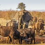 Afrikanischer Buschelefant im Kruger National Park, Südafrika