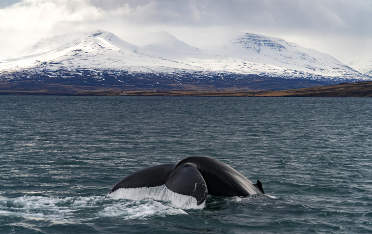 Walbeobachtung vor den Gletschern nahe Akureyri, Island