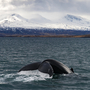 Walbeobachtung vor den Gletschern nahe Akureyri, Island